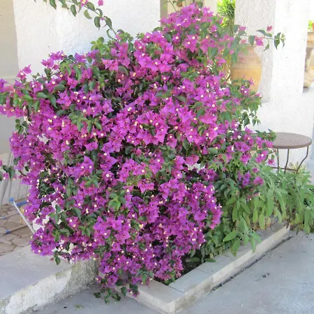 I Limoni 3*