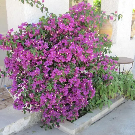 I Limoni *
