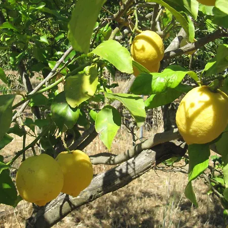 I Limoni 3* ソルソ