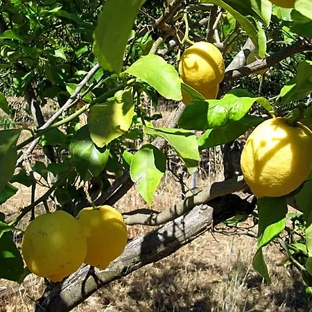 Frühstückspension I Limoni Sorso